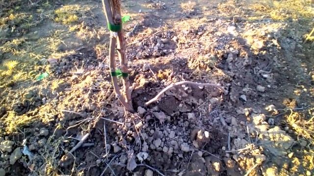 Размножаване на нова лоза с отвод от стара лоза. #далдърма Planting Grape from Cuttings смотреть онлайн