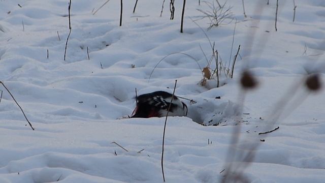 Дятел на земле добывает пропитание из-под снега - такое не часто увидишь! смотреть онлайн