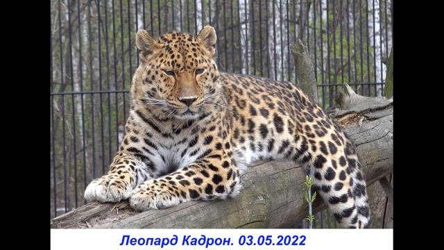 Леопарды. Фото.