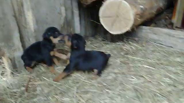 Щенки цвергпинчера ( карликового добермана ) - 2 смотреть онлайн