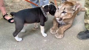 Щенок стаффа знакомится с пумой Месси