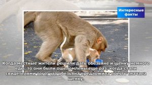 Обезьяна находит брошенного щенка, и принимает его как своего детеныша. Она защищает его от других