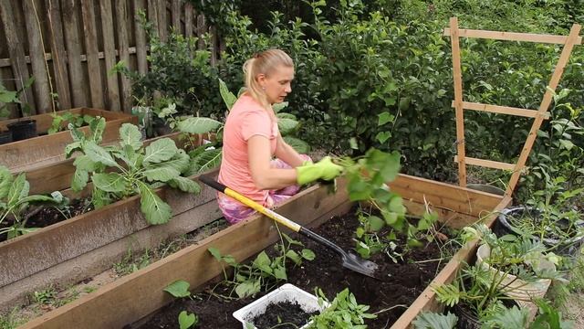 Выращивание рассады батата и посадка в грунт (часть 1).
