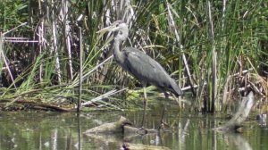 Серая цапля на охоте ( Ardea cinerea )