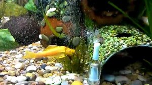 Трубка для подачи СО2 в аквариум. CO2 tube for aquarium.