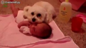 Собаки защищают детей