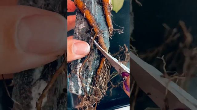 N 3. Фикус Микрокарпа с использованием декоративного камня смотреть онлайн