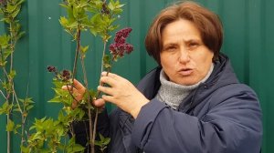 Сирень Шарль Жоли. Елена Тамарина. Прогулки по саду 10 мая 2020 года. Карнавал Цветов.