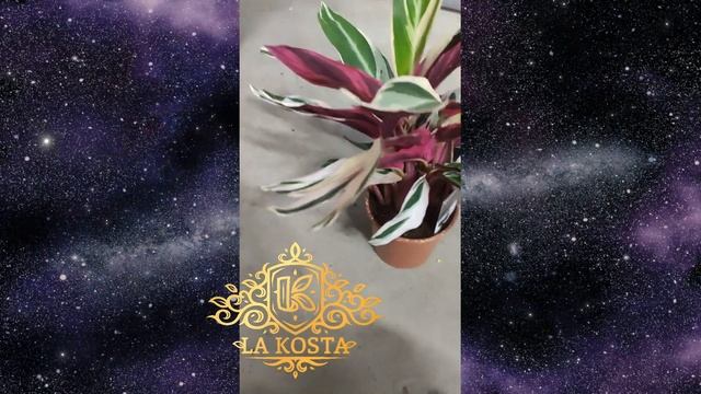 Строманта Триостар смотреть онлайн