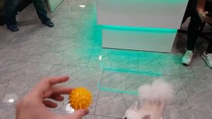 Помски Алиша! Груминг белого пушистика.