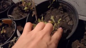 Хранение хризантемы зимой в Сибири. Часть II