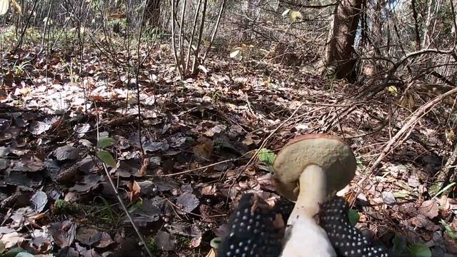 ШАМПИНЬОНЫ сегодня "рулят" !!! По грибы 11 октября 2022г. смотреть онлайн