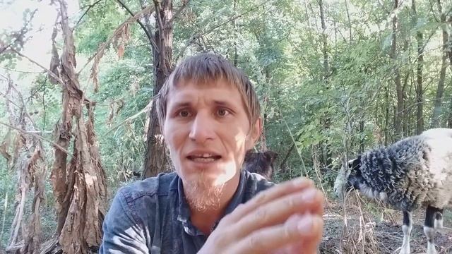 Разведение овец и коз в инбридинге. Инбридинг. Ч. 5. смотреть онлайн