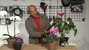 Gift A Living Bouquet For Valentine's Day