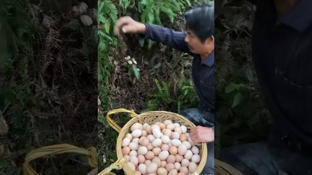 Chickens laying so many eggs||Youtube short video ||