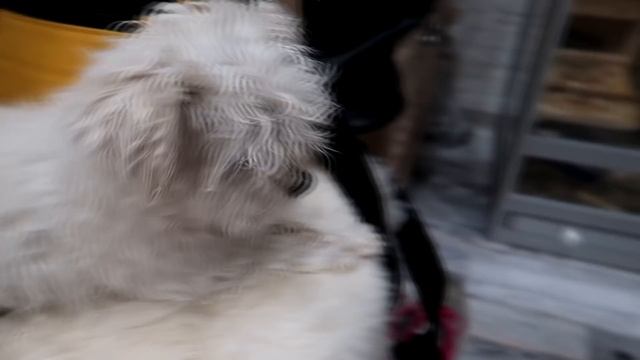 С КОТОМ ВХОД РАЗРЕШЕН! КЕВИН ЕДЕТ В ПРИПЯТЬ? смотреть онлайн