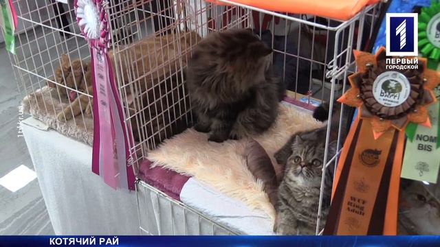 Котячий рай на виставці у Кривому Розі смотреть онлайн
