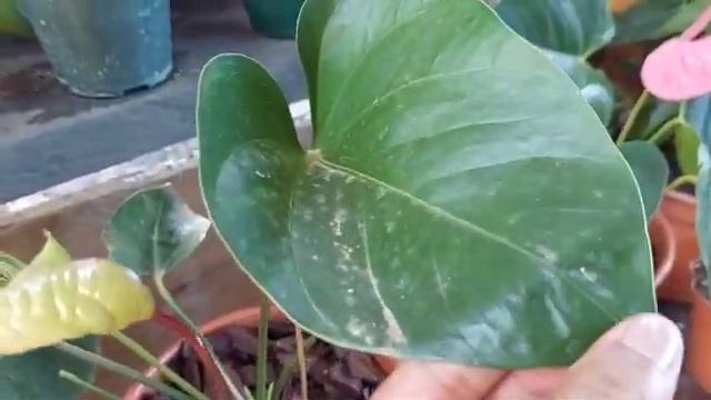 anturios como limpio sus hojas 🍃 # jardín смотреть онлайн