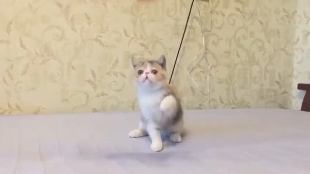 Экзотические короткошерстные котята смотреть онлайн