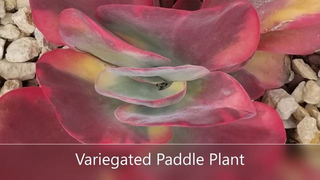 20 Great Succulents for a Container Garden смотреть онлайн