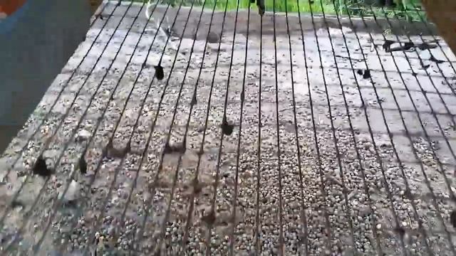 Какую сетку для кроликов использовать? смотреть онлайн