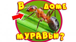 Муравьев в доме больше не будет! Нужно всего лишь...