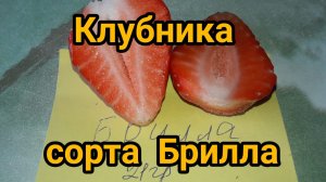 Клубника Брилла первые ягодки