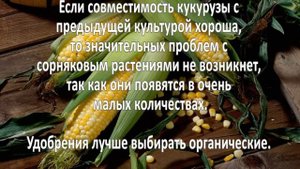 Выращивание кукурузы. Как вырастить кукурузу?