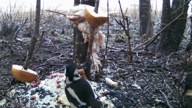Большой Пёстрый Дятел, самка, ест хлеб, наблюдение птиц в Великом Новгороде, 27 марта 2023