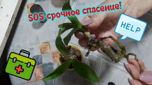 SOS-срочное спасение!