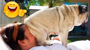 ? САМЫЙ НАГЛЫЙ ПЁС ? / Приколы с котами и собаками 2022 #5