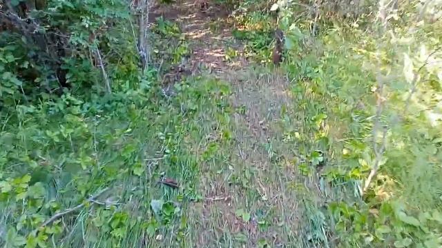 Обзор посадок деревьев на участке) смотреть онлайн