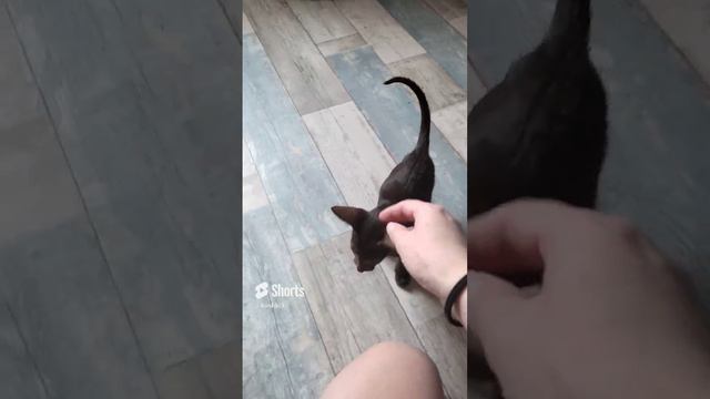 Ориентал Бадди, как так можно_! #котята #ориентальныйкот #cats