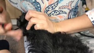 Уход за лапами РЧТ