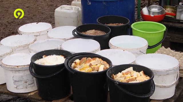 Проблемы содержания животных в приютах смотреть онлайн