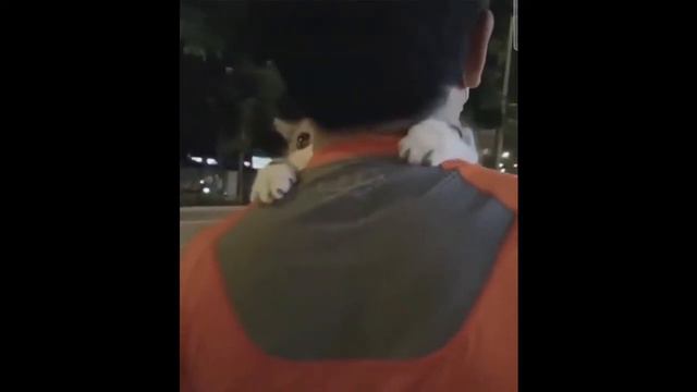 1 марта. День кошек. Весна пришла. смотреть онлайн