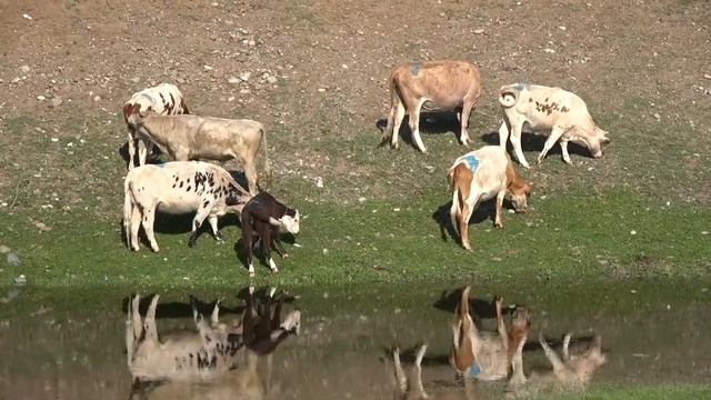 человек труда скотовод смотреть онлайн