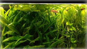 Аквариумная рыбка меченосец, меченосцы, размножение, содержание, выращивание мальков.