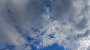 Николаевские голуби Воронежская область