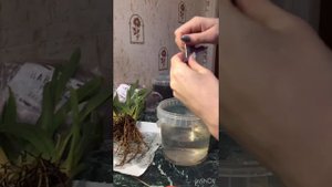 Пересадка мильтонии