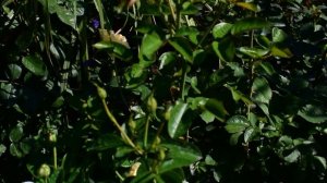 Капельный полив в розарии