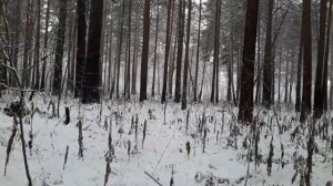 По первому снегу за кабаном