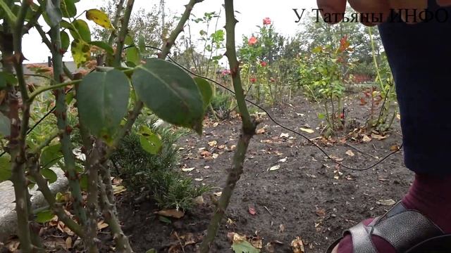 Как правильно обрезать розы на зиму? ОСЕННЯЯ ОБРЕЗКА РОЗ! смотреть онлайн
