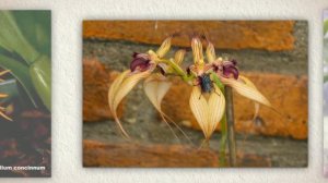 Бульбофиллум красивейший (Bulbophyllum ornatissimum)