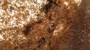 Carebara diversa - кормление (2)