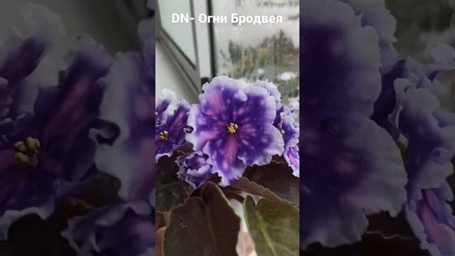 Фиалка цветуща DN- Огни Бродвея