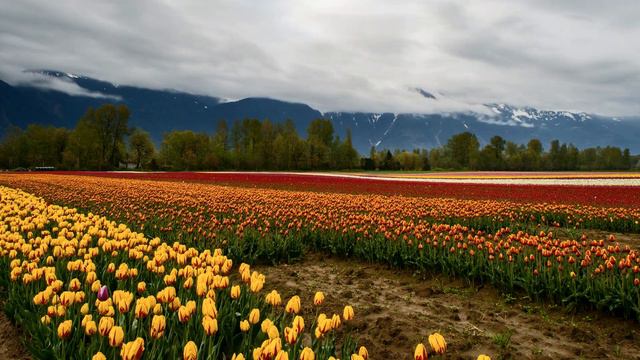 Antonio Vivaldi Four Seasons Spring Le Quattro Stagioni Primavera | Classical Music Refuge смотреть онлайн