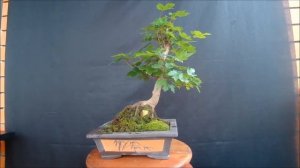 Бонсай клён полевой Bonsai maple field Ácer campéstre 2021 год лето