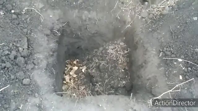 ЧЕРЕШНЯ ! САЖАЕМ ПРАВИЛЬНО !!! смотреть онлайн