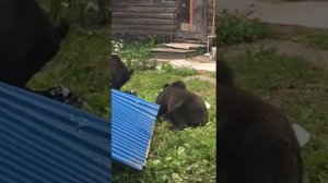 г Алдан. Медведи пришли в гости